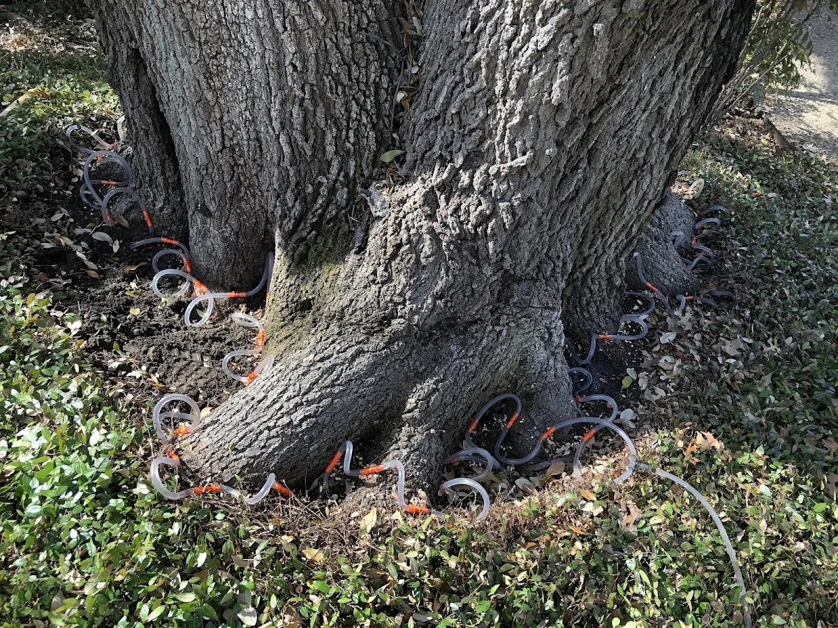 Detailed Tree Cabling and Bracing job site in Altavista