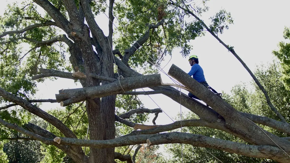 Professional Hazardous Tree Removal performed by certified arborists in Altavista